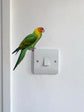 Joanie & Jeanie - Parakeet Light Switch Sticker