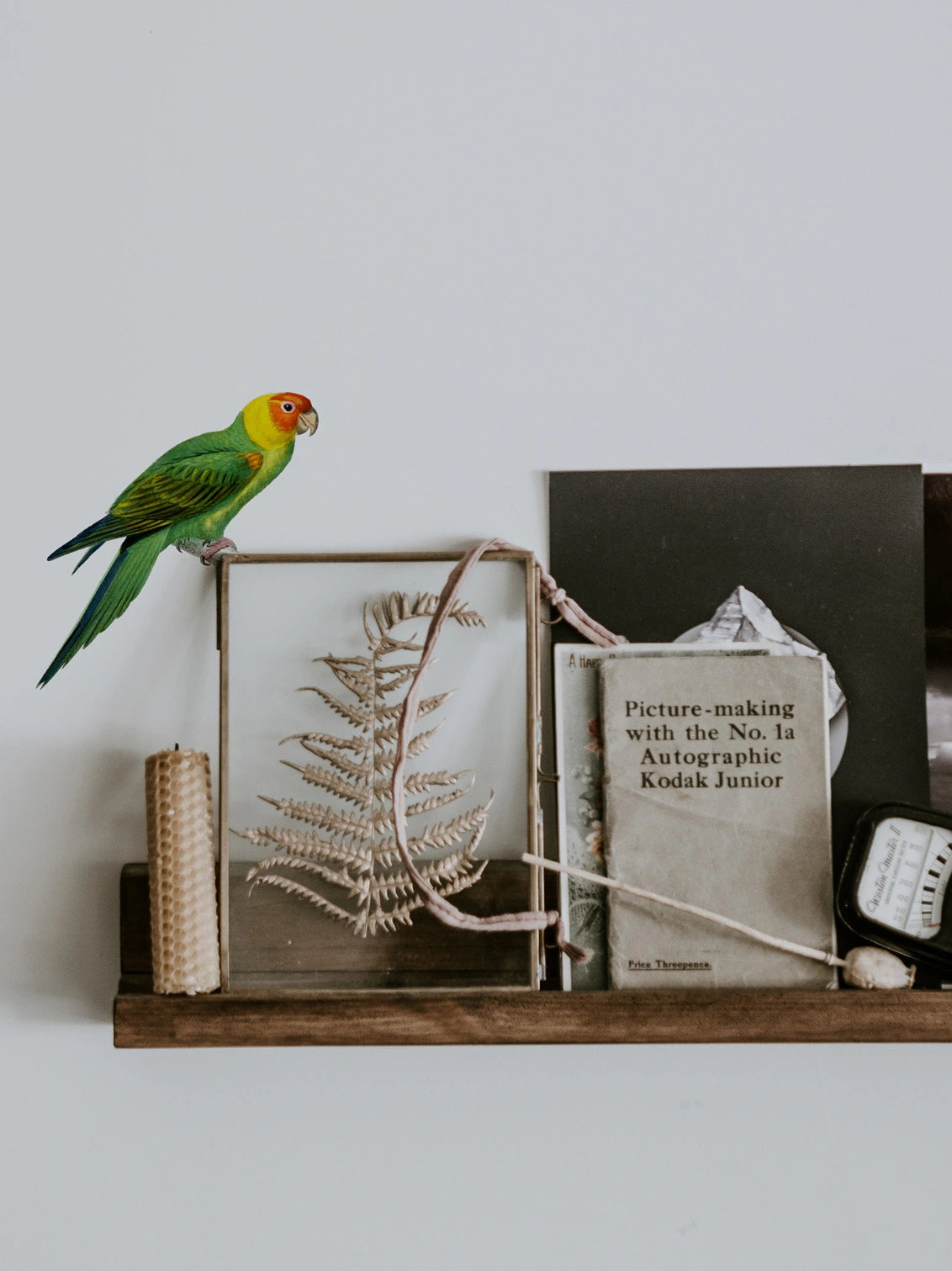 Joanie & Jeanie - Parakeet Wall Decal