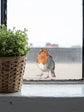 Joanie & Jeanie - Little Robin Wall Sticker & Window Sticker
